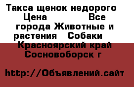 Такса щенок недорого › Цена ­ 15 000 - Все города Животные и растения » Собаки   . Красноярский край,Сосновоборск г.